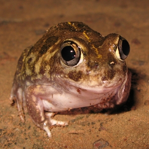 VIB Conferences Polyploidy Frog