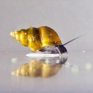 Polyploidy Snail
