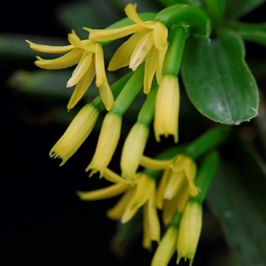 Polyploidy Orchids