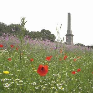 Poppies - Ypres
