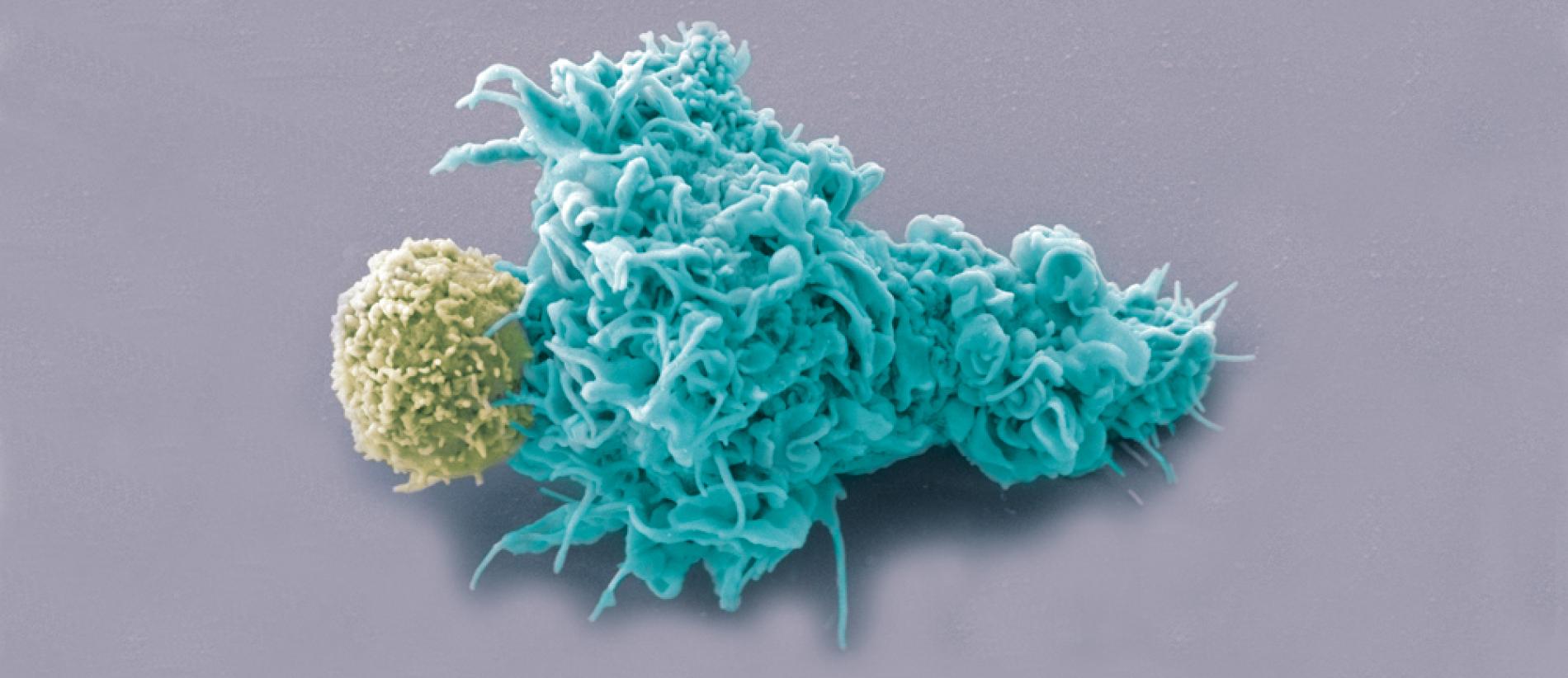 Cell-VIB: The Multifaceted Roles of Type 2 Immunity - Campaign image