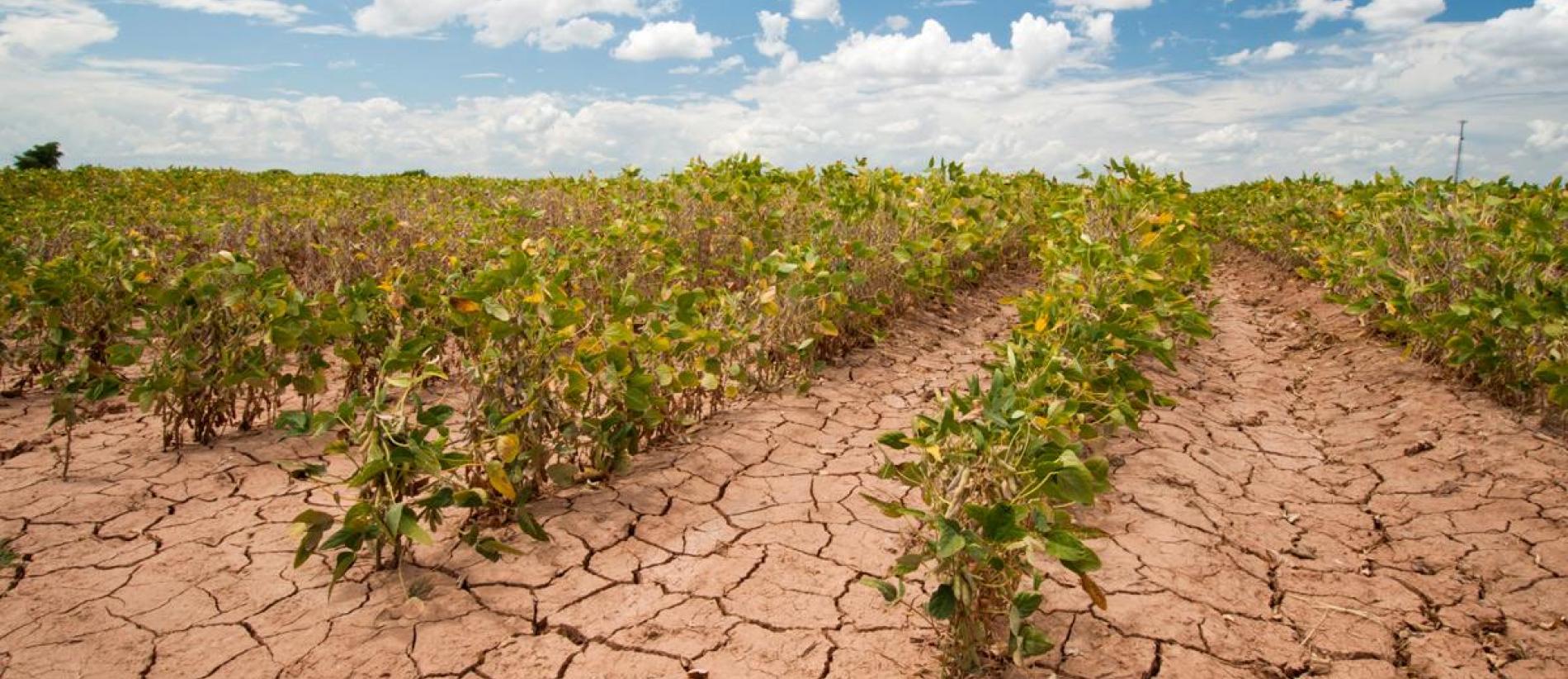 interactions with environment (copyright PSB-VIB) - vib conference  Plant Science for Climate Emergency