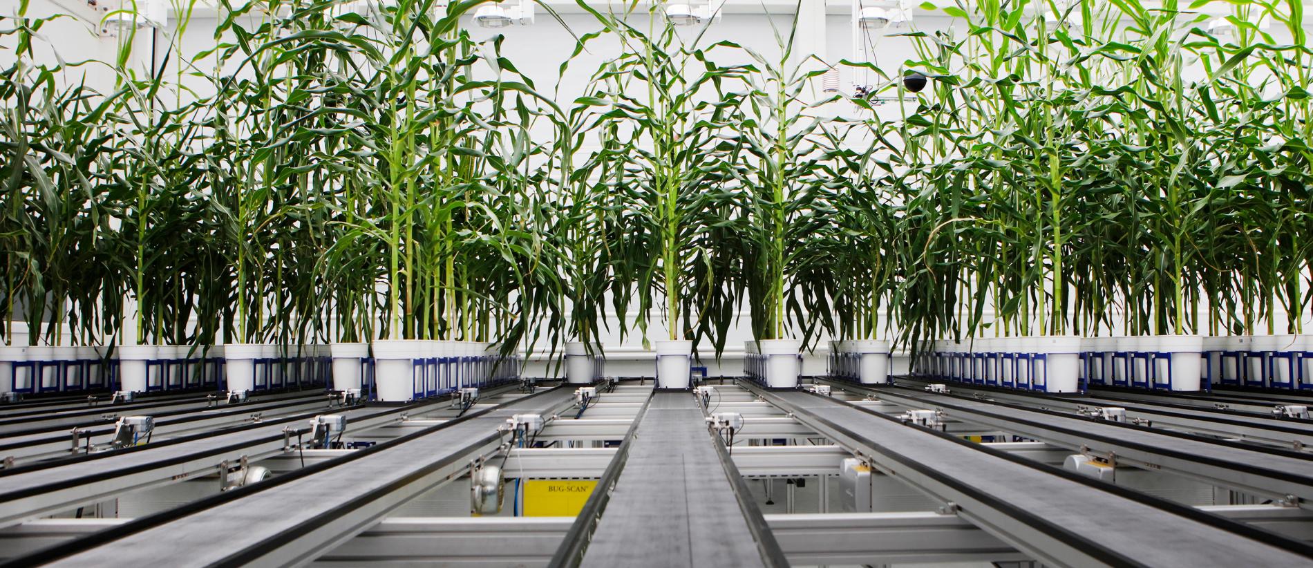 Translational Research in Crops - campaign visual V3