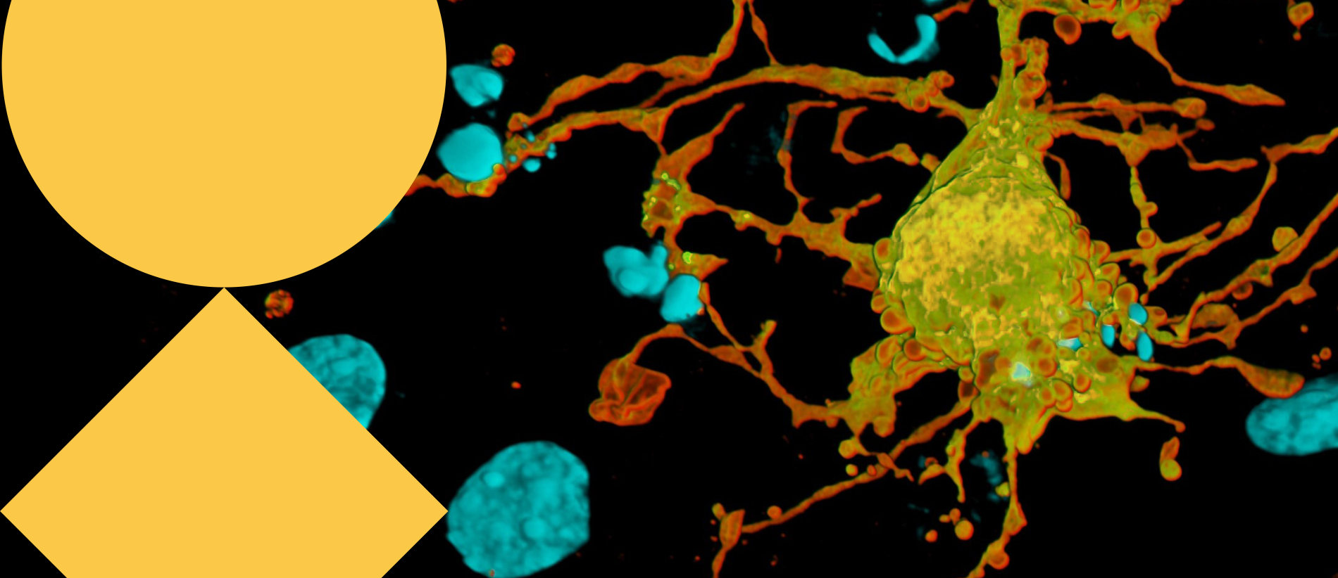 TCP - Training & Conferences - Light Microscopy summer school 