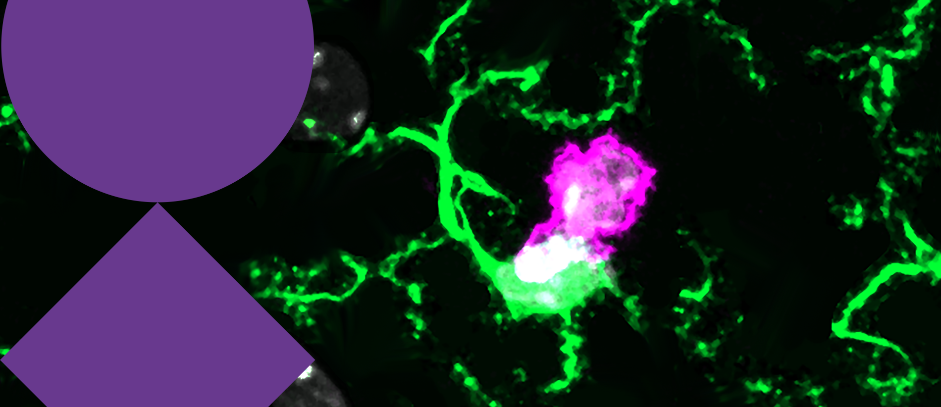 VIB Training & Conferences-CampaignImage-Neuroimmunology26
