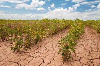 interactions with environment (copyright PSB-VIB) - vib conference  Plant Science for Climate Emergency