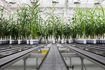 Translational Research in Crops - campaign visual V3
