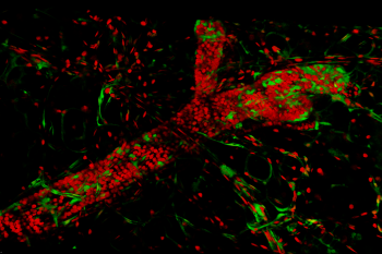 Campaign visual - The 4th Day of Intravital Microscopy
